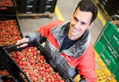Ein Mitarbeiter steht im Lager und haelt eine Kiste Erdbeeren 